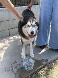 Found/Stray Male Dog last seen Mulberry and Cole Rd, Whittier, CA 90602