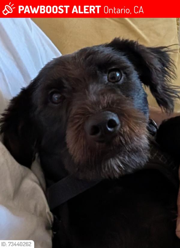 Lost Male Dog last seen Casitas apmts on Campus Ave & Francis Ave, Ontario, CA 91761