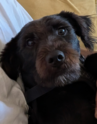 Lost Male Dog last seen Casitas apmts on Campus Ave & Francis Ave, Ontario, CA 91761