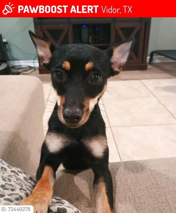 Lost Female Dog last seen I-10, Vidor, TX 77662