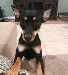 Lost Female Dog last seen I-10, Vidor, TX 77662