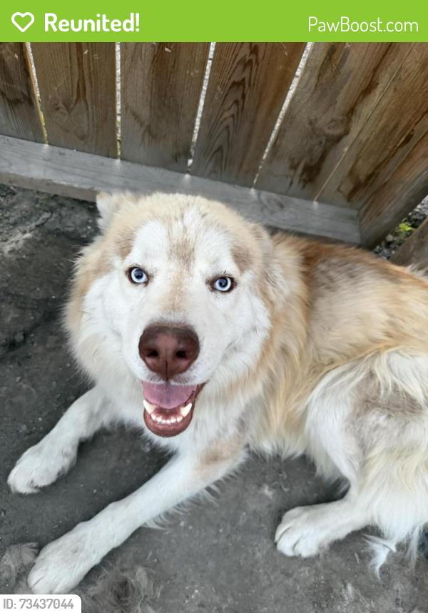 Reunited Female Dog last seen Scranton pa, Scranton, PA 18510