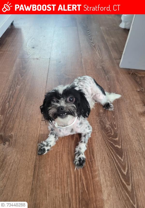 Lost Female Dog last seen Wells and fallon, Stratford, CT 06615