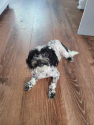 Lost Female Dog last seen Wells and fallon, Stratford, CT 06615