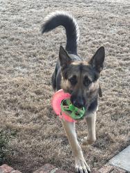 Reunited Male Dog last seen Post office in Cave Spring, Cave Spring, GA 30124