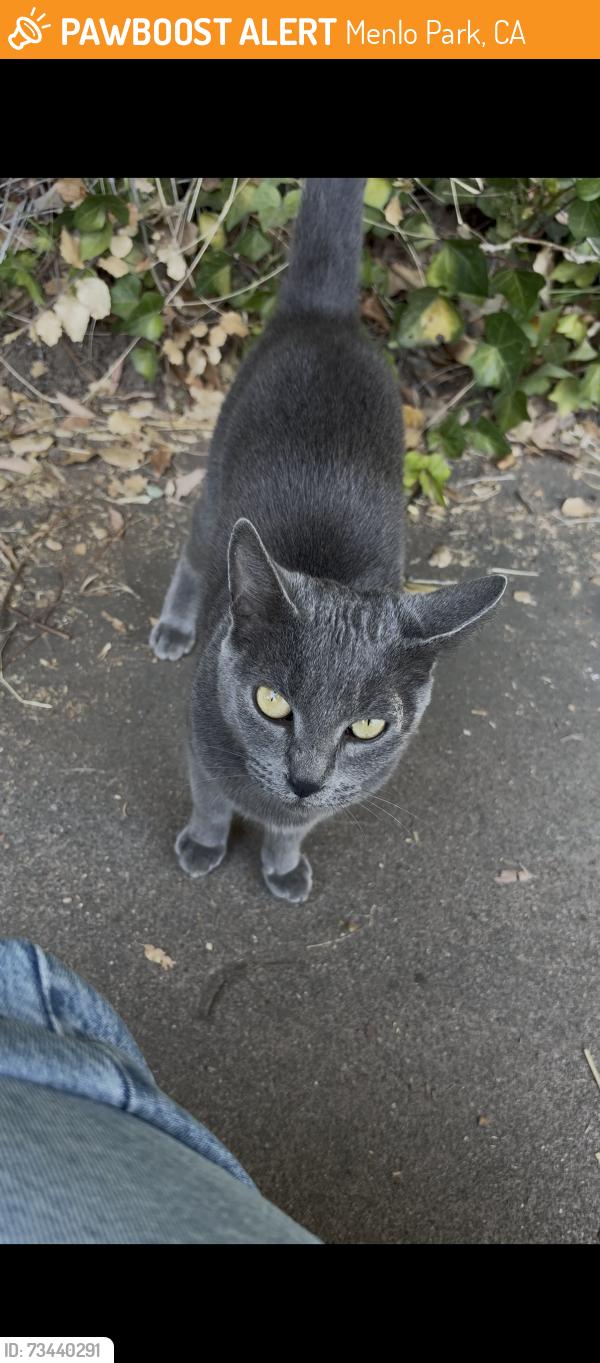 Found/Stray Unknown Cat last seen Menlo park caltrain station, Menlo Park, CA 94025