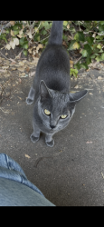 Found/Stray Unknown Cat last seen Menlo park caltrain station, Menlo Park, CA 94025