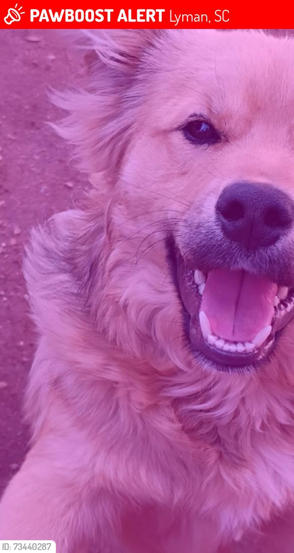 Lost Male Dog last seen Mnjs, Lyman, SC 29365