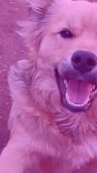 Lost Male Dog last seen Mnjs, Lyman, SC 29365