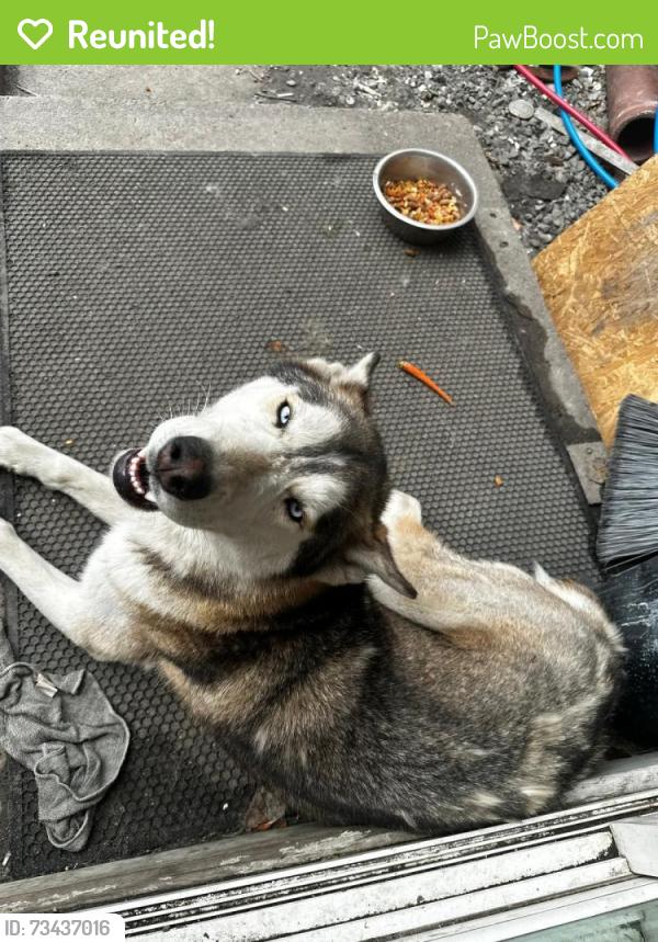 Reunited Female Dog last seen Scranton pa, Scranton, PA 18510