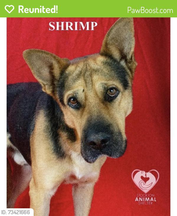 Reunited Male Dog last seen Acacia st, Stockton, CA 95203