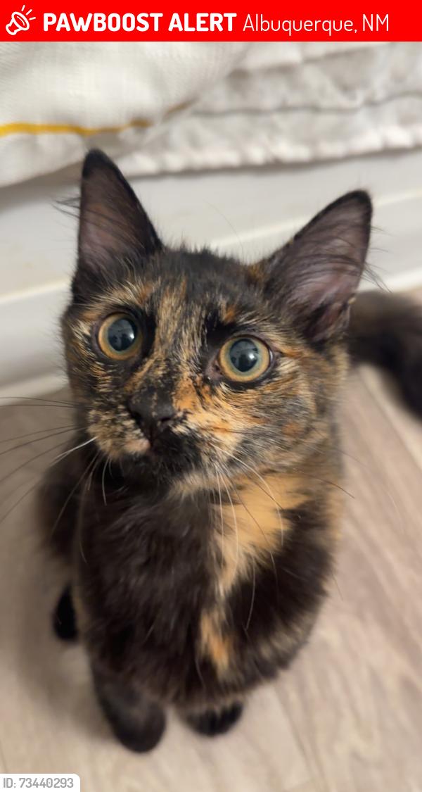 Lost Female Cat last seen Ponderosa and morningside, Albuquerque, NM 87110