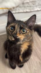 Lost Female Cat last seen Ponderosa and morningside, Albuquerque, NM 87110