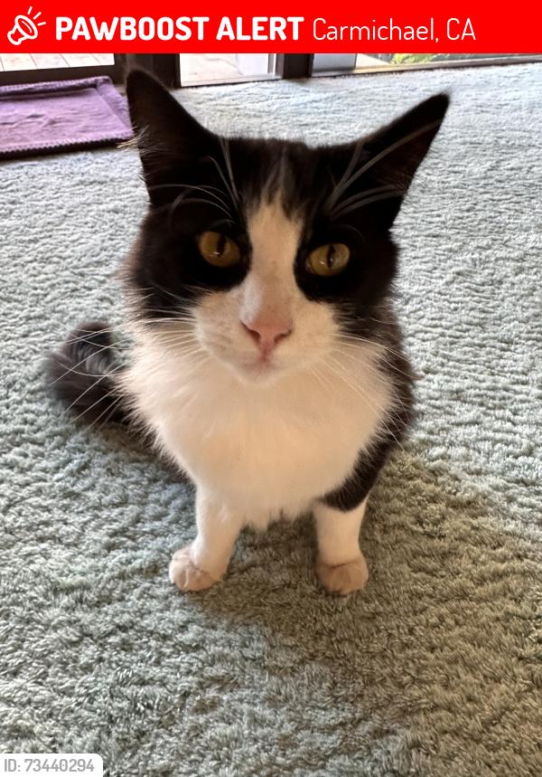 Lost Male Cat last seen Slate Way, Carmichael, CA 95608