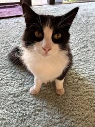 Lost Male Cat last seen Slate Way, Carmichael, CA 95608
