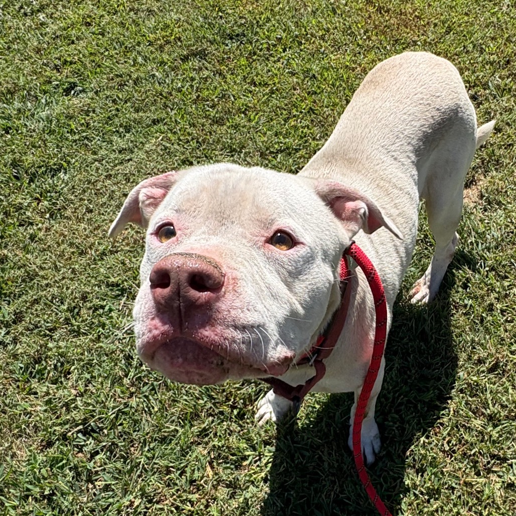 Shelter Stray Male Dog last seen , 328 Furman Hall Rd, Greenville, SC 29609, USA
