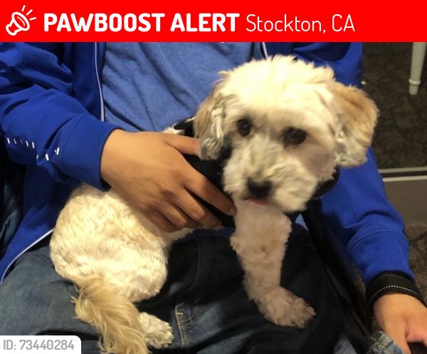 Lost Female Dog last seen Pershing, Stockton, CA 95207