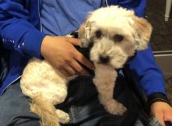 Lost Female Dog last seen Pershing, Stockton, CA 95207