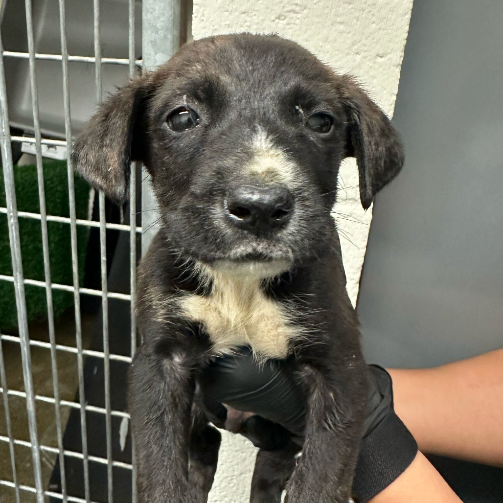 Shelter Stray Male Dog last seen , 3612 11th Ave, Los Angeles, CA 90018, USA