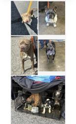 Found/Stray Unknown Dog last seen Gary Animal Control, Gary, IN 46402