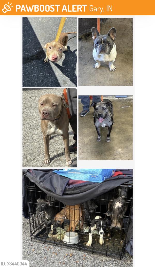 Found/Stray Unknown Dog last seen Gary Animal Control, Gary, IN 46402