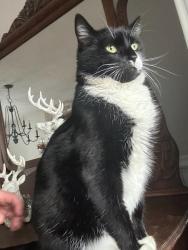 Reunited Male Cat last seen River gate neighborhood in clemmons nc, Clemmons, NC 27012