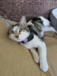 Reunited Female Cat last seen Guess and Kirk Road, Durham, NC 27705, Durham, NC 27705