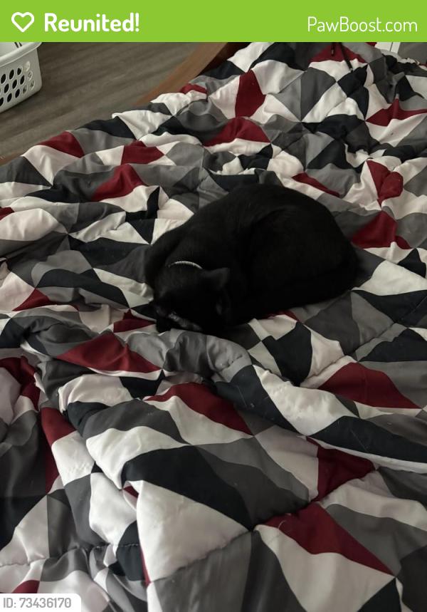 Reunited Male Cat last seen Suarez and little, Pasco County, FL 34655