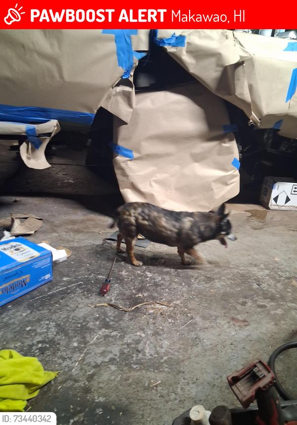 Lost Female Dog last seen Lino pl and old haleakala hwy, Makawao, HI 96768