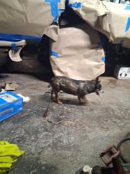 Lost Female Dog last seen Lino pl and old haleakala hwy, Makawao, HI 96768
