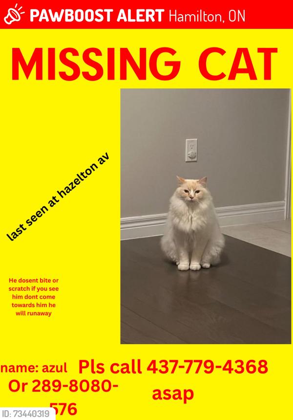 Lost Male Cat last seen Alessio drive, west highland baptist church, Hamilton, ON 