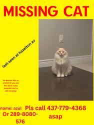 Lost Male Cat last seen Alessio drive, west highland baptist church, Hamilton, ON 