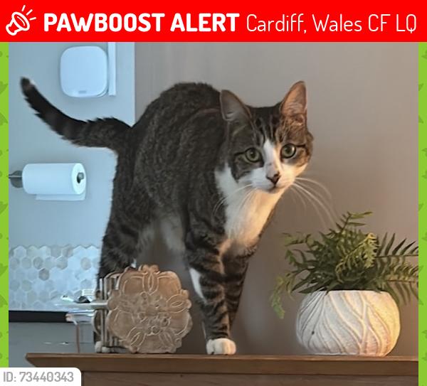 Lost Male Cat last seen Crystals Llanishen, Cardiff, Wales CF14 5LQ