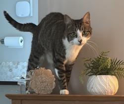 Lost Male Cat last seen Crystals Llanishen, Cardiff, Wales CF14 5LQ