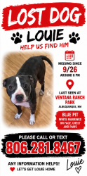 Lost Male Dog last seen Ventana ranch park, Albuquerque, NM 87114