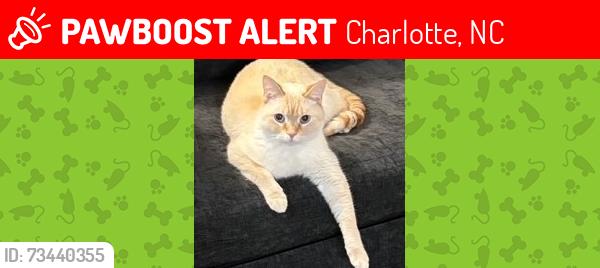 Lost Male Cat last seen Village Lake Drive and Pebblestone Drive, Charlotte, NC 28212