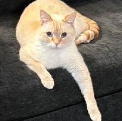 Lost Male Cat last seen Village Lake Drive and Pebblestone Drive, Charlotte, NC 28212