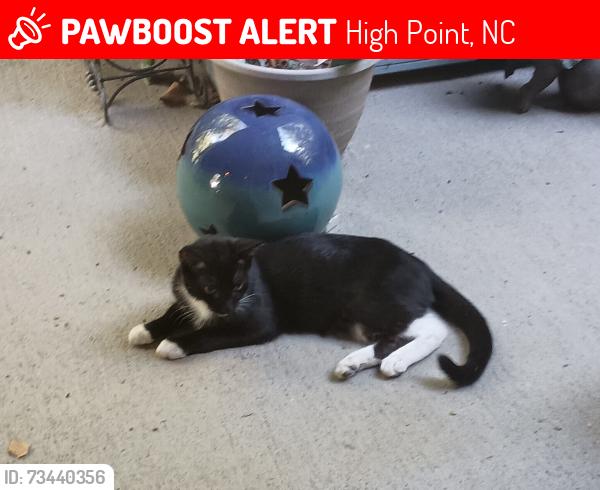Lost Unknown Cat last seen apmt community the crossing at Chester ridge, High Point, NC 27262