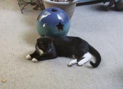 Lost Unknown Cat last seen apmt community the crossing at Chester ridge, High Point, NC 27262
