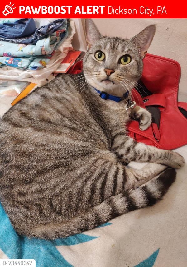 Lost Male Cat last seen Price street, walker street, Jackson street, brook street, throop street Dickson City, Dickson City, PA 18519