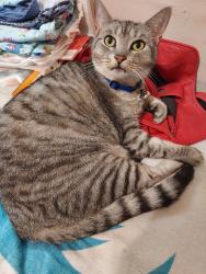 Lost Male Cat last seen Price street, walker street, Jackson street, brook street, throop street Dickson City, Dickson City, PA 18519