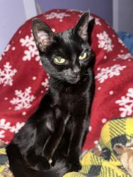 Lost Female Cat last seen our home, near Wheeler Elementary. Closest cross streets, 22nd & Kolb., Tucson, AZ 85710
