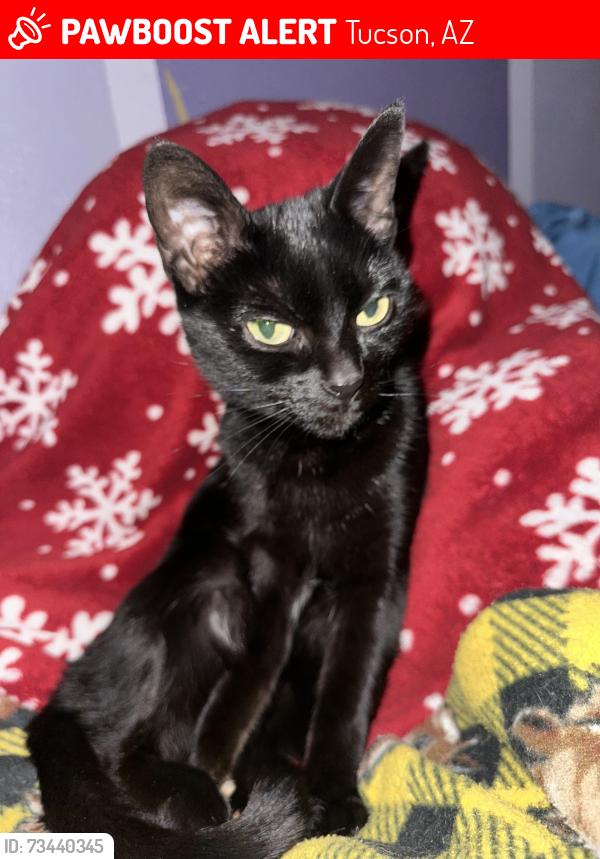 Lost Female Cat last seen our home, near Wheeler Elementary. Closest cross streets, 22nd & Kolb., Tucson, AZ 85710