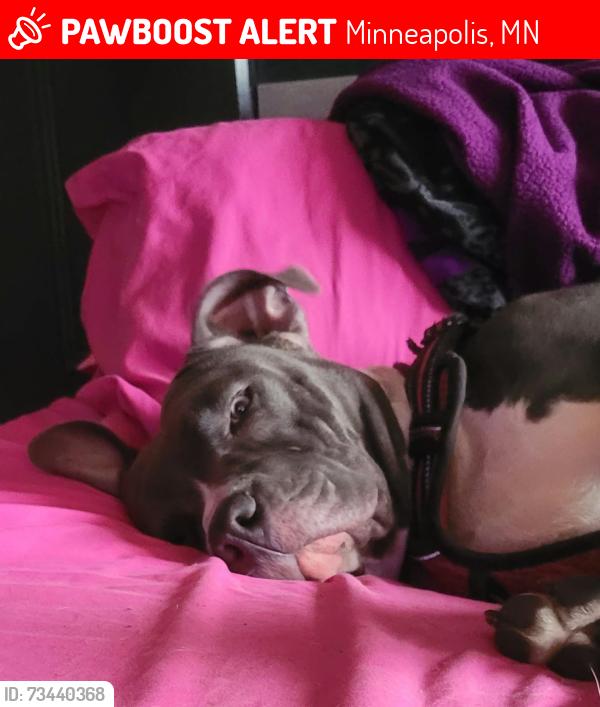 Lost Female Dog last seen Brooklyn Park mn, Minneapolis, MN 55443