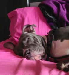 Lost Female Dog last seen Brooklyn Park mn, Minneapolis, MN 55443