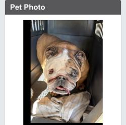 Reunited Unknown Dog last seen Walnut Creek Pike and 752, Walnut Township, OH 43103