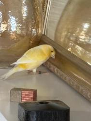 Found/Stray Male Bird last seen Bloomingdale west recreation, Bloomingdale, FL 33511