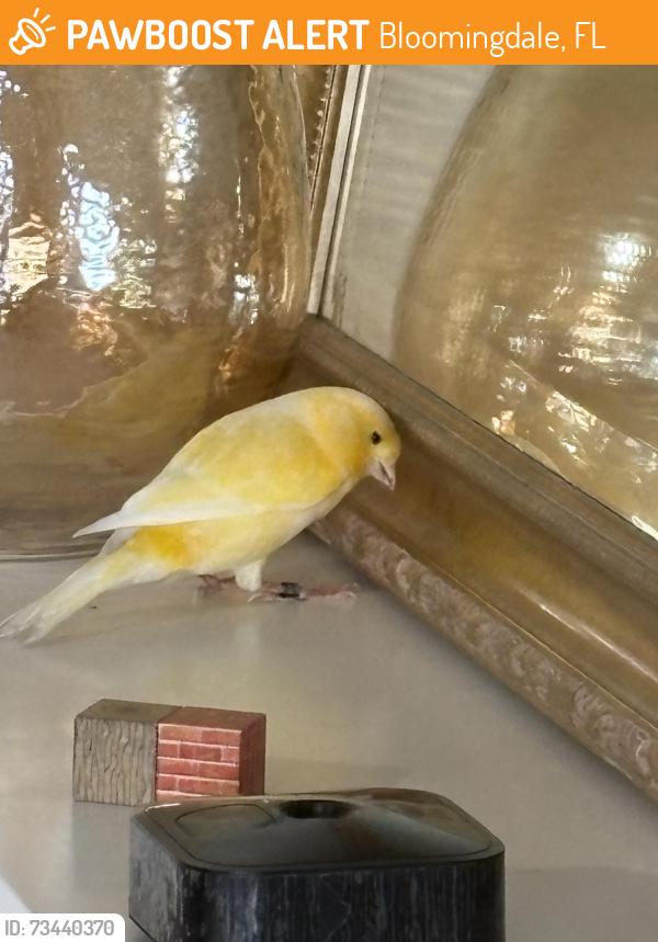 Found/Stray Male Bird last seen Bloomingdale west recreation, Bloomingdale, FL 33511