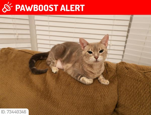 Lost Female Cat last seen Confederation and Croatia Dr, Mississauga, ON L5B 3L3