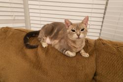 Lost Female Cat last seen Confederation and Croatia Dr, Mississauga, ON L5B 3L3